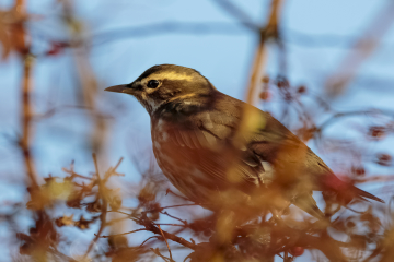 Wildlife Sightings for 24th December 2023